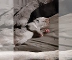 Small Photo #18 Great Dane Puppy For Sale in PIERSON, MI, USA