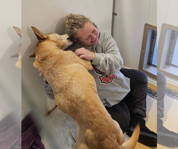 Medium Photo #3 Labrador Retriever-Unknown Mix Puppy For Sale in Hinton, WV, USA