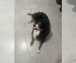 Small Australian Shepherd