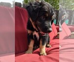 Small #1 Australian Shepherd-Miniature Australian Shepherd Mix