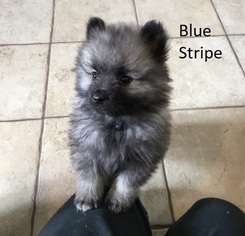 Keeshond Puppy for sale in MANTENO, IL, USA