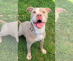 Small #2 American Pit Bull Terrier Mix