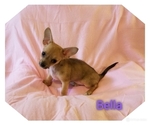 Small Photo #1 Chihuahua Puppy For Sale in MANSFIELD, TX, USA