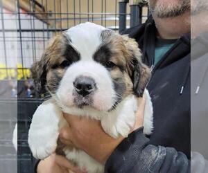 Saint Bernard Puppy for sale in BERESFORD, SD, USA