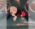 Small Photo #5 Sheepadoodle Puppy For Sale in HAMMOND, LA, USA