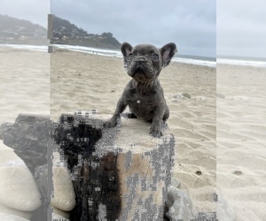 French Bulldog Puppy for sale in HAYWARD, CA, USA