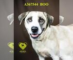 Small #1 Anatolian Shepherd Mix