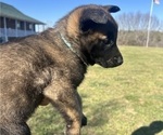 Puppy Puppy 6 Belgian Malinois