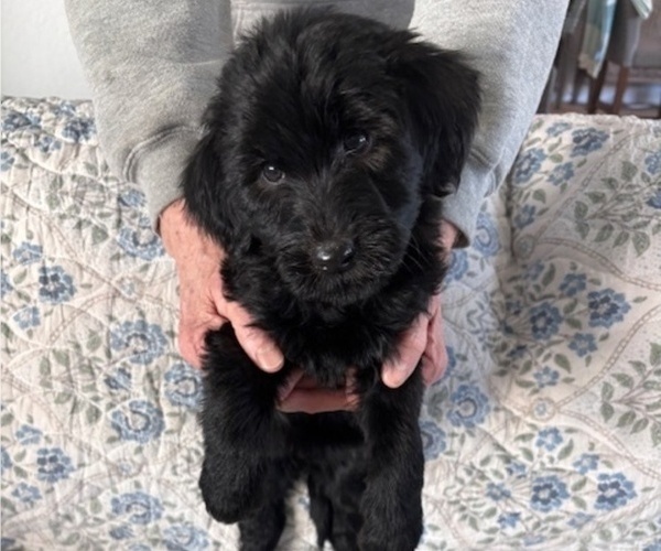 Medium Photo #43 Schnoodle (Giant) Puppy For Sale in ANDERSON, CA, USA