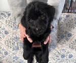 Small Photo #43 Schnoodle (Giant) Puppy For Sale in ANDERSON, CA, USA
