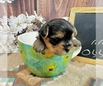 Small #3 Morkie