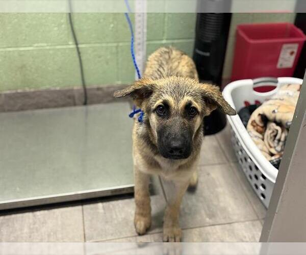 Medium Photo #1 German Shepherd Dog-Unknown Mix Puppy For Sale in Grand Prairie, TX, USA