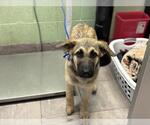Small German Shepherd Dog Mix
