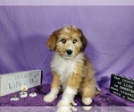 Small Photo #40 Bernedoodle-Poodle (Toy) Mix Puppy For Sale in BLACK FOREST, CO, USA