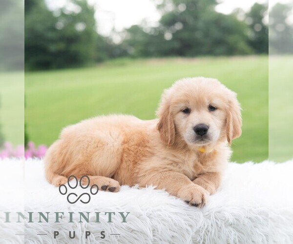 Medium Photo #3 Golden Retriever Puppy For Sale in NEWPORT, PA, USA