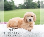 Small #2 Golden Retriever
