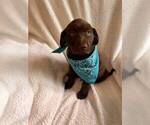 Small Photo #5 Labrador Retriever Puppy For Sale in LONG PINE, NE, USA