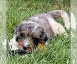 Quesadilla - Female Bernedoodle (Miniature) Puppy for Sale - Photo #2