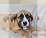Small #4 Australian Shepherd-Bulldog Mix