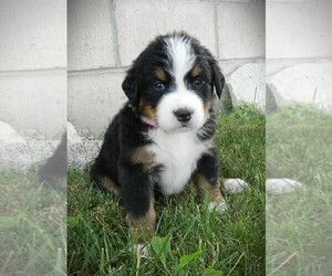 Medium Bernese Mountain Dog