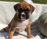 Puppy Luna Boxer