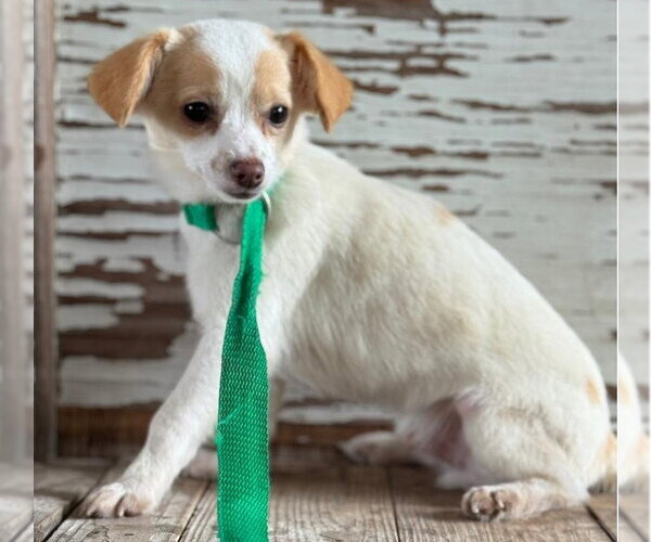 Medium Photo #1 Jack Russell Terrier-Unknown Mix Puppy For Sale in Carrollton, TX, USA