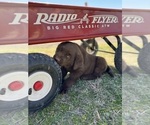 Small Photo #4 Labrador Retriever Puppy For Sale in LIBERTY HILL, TX, USA