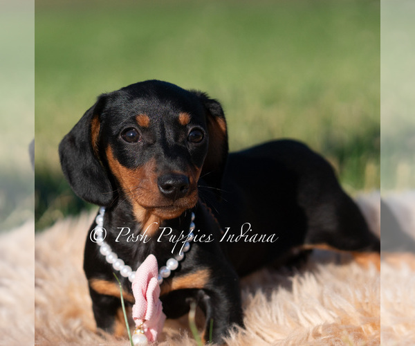 Medium Photo #43 Dachshund Puppy For Sale in WARSAW, IN, USA