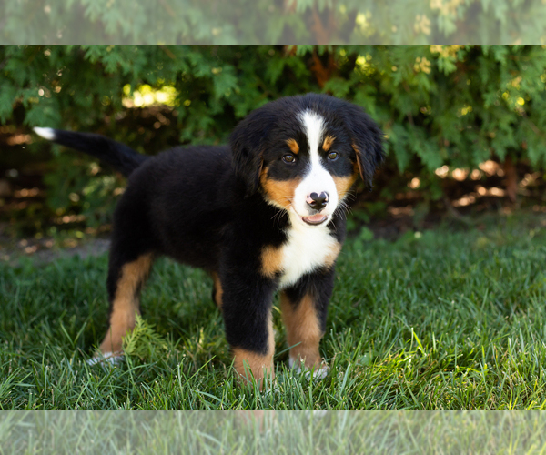 Medium Photo #7 Bernese Mountain Dog Puppy For Sale in WOLCOTTVILLE, IN, USA