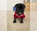 Small Photo #11 French Bulldog Puppy For Sale in KENDALL, FL, USA