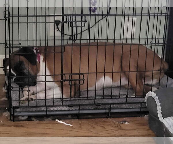 Medium Photo #4 Boxer Puppy For Sale in Burnsville, MN, USA