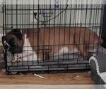 Small #3 Boxer