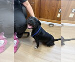 Small Photo #2 Labrador Retriever-Unknown Mix Puppy For Sale in Raleigh, NC, USA