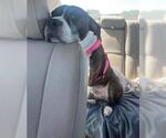 Small #1 American Pit Bull Terrier-Italian Greyhound Mix