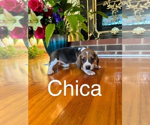 Beagle Puppy for sale in WOODBRIDGE, VA, USA