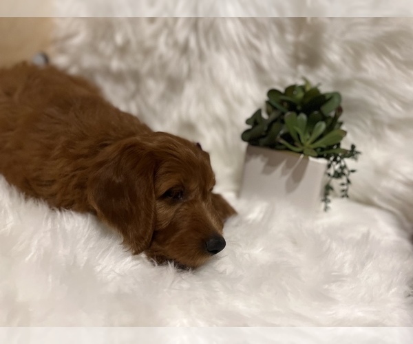 Medium Photo #8 Goldendoodle Puppy For Sale in SAINT GEORGE, UT, USA