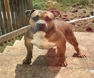 Mother of the American Bully puppies born on 01/19/2023