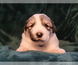 Great Pyrenees Puppy for sale in WASILLA, AK, USA