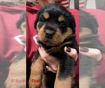 Small #7 Rottweiler