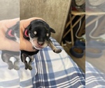 Small Photo #4 Schnauzer (Miniature) Puppy For Sale in CLOUD LAKE, FL, USA