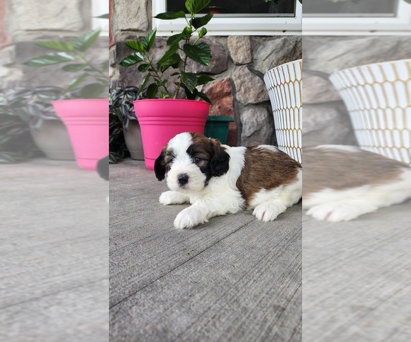 Medium Photo #3 Shih-Poo Puppy For Sale in GREENWOOD, WI, USA