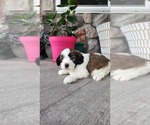 Small #2 Shih-Poo