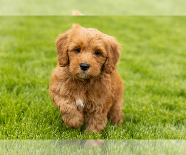 Medium Photo #2 Goldendoodle (Miniature) Puppy For Sale in WOLCOTTVILLE, IN, USA