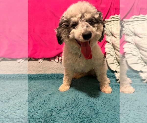 Medium Photo #1 Poodle (Miniature) Puppy For Sale in Mukwonago, WI, USA