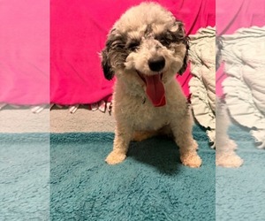 Poodle (Miniature) Dogs for adoption in Mukwonago, WI, USA