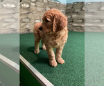 Small #21 Goldendoodle