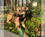 Small #4 Labrador Retriever Mix