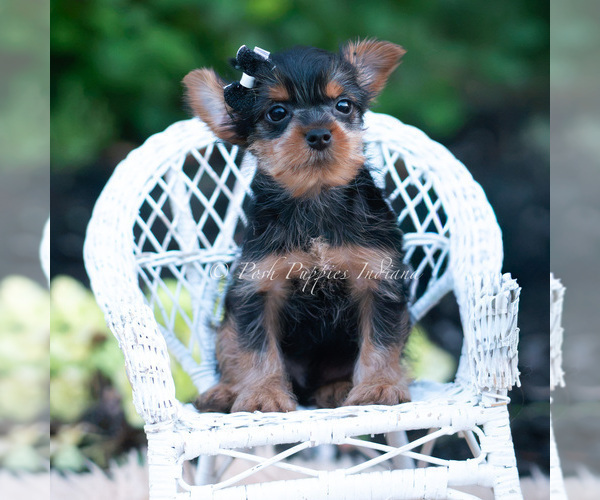 Medium Photo #36 Yorkshire Terrier Puppy For Sale in WARSAW, IN, USA