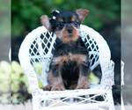 Small Photo #36 Yorkshire Terrier Puppy For Sale in WARSAW, IN, USA