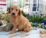 Small Photo #9 Goldendoodle Puppy For Sale in KIRKWOOD, PA, USA